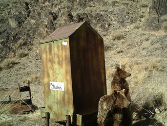 Gobi Bär Mongolei Mazaalei Futterstation Bären