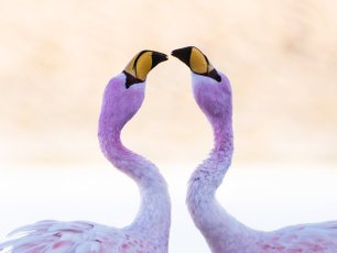 Zwei Flamingos küssen sich