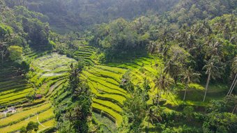 Grüne Reisterassen - Indonesien Individualreise
