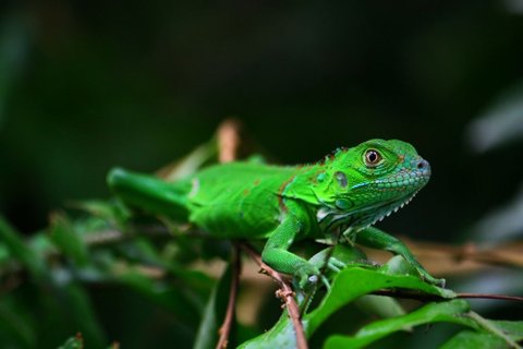 Costa Rica 21 Tage - Grüner Leguan