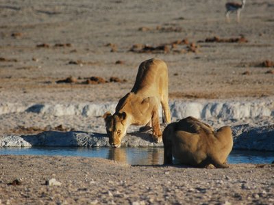 Löwen am Wasserloch trinkend - Namibia Highlights