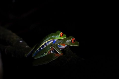 Costa Rica Rundreise 14 Tage - zwei Rotaugenlaubfrösche in der Dunkelheit