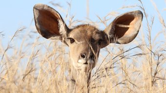 Kleine Kudu-Antilope scgaut über hohes Gras und spitzt die großen Ohren