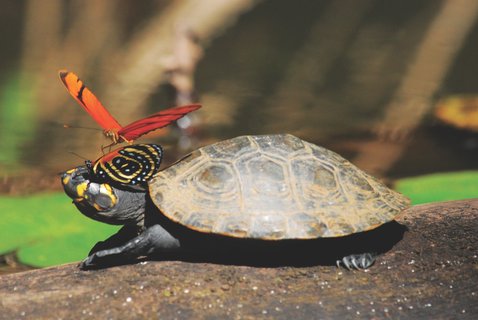Peru Schildkröte - Peru Rundreise 3 Wochen