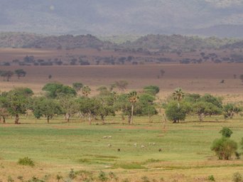 Weitläufige Savannenlandschaft im Kidepo-Valley-Nationalpark
