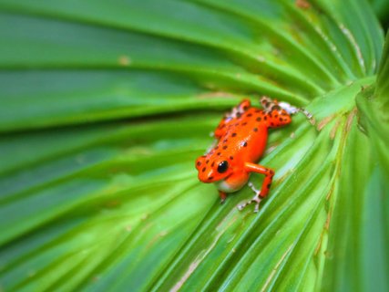 bocas del toro - Red Frog Frosch