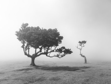 Fotoreise Madeira - einsamer Baum im Nebelwald