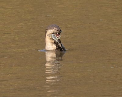 Indischer Fischotter