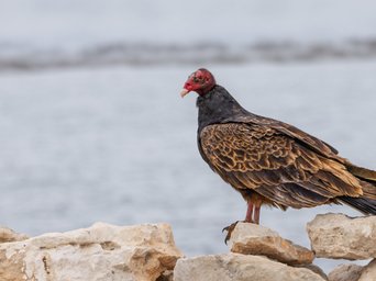 vogel