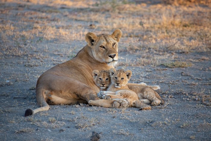 Löwin liegend mit 2 Babys - Kenia Highlights