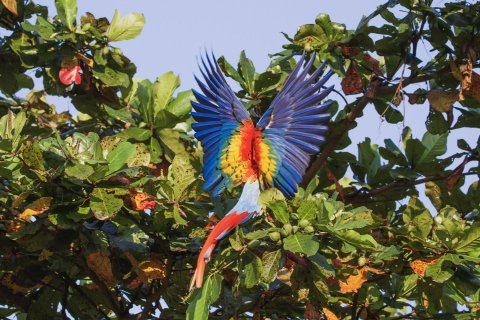 quetzal vogel - Ara Ambigua