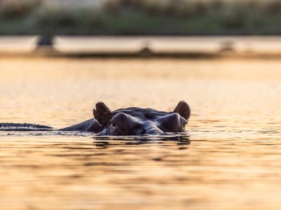 Flusspferd schaut aus dem Wasser Sonnenuntergang - Namibia Highlights