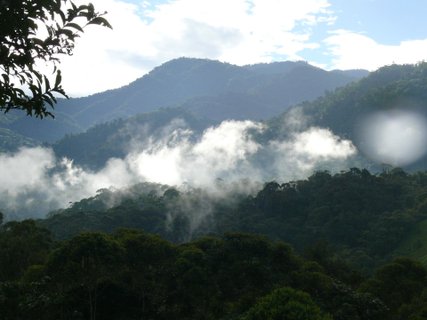 Ecuador Gruppenreise - Wald mit Nebel