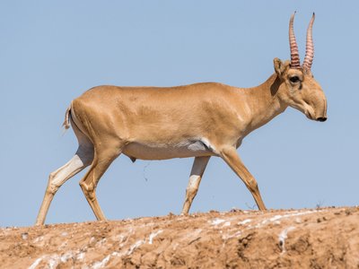 Saiga in der Mongolei