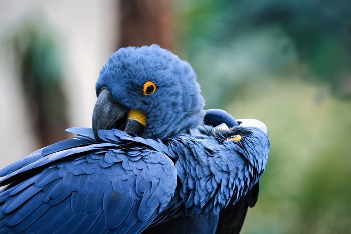 Blauer Hyazinthara - Brasilien Highlights