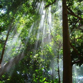 Sonnenlicht bricht durch die Baumkronen der Regenwaldbäume in Costa Rica