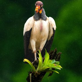 Ein majestätischer Königsgeier sitzt auf einem Ast
