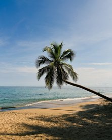 Schiefe Palme am Strand  - Panama Rundreise