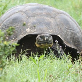Peru und Galapagos Rundreise - Galapagos