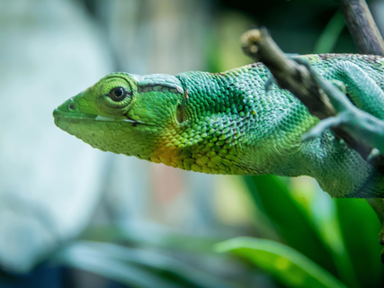 Gruppenreise Brasilien - Grüne Eidechse schaut ins Bild