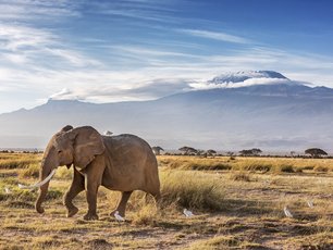 Elefant vor dem Kilimandscharo in Tansania