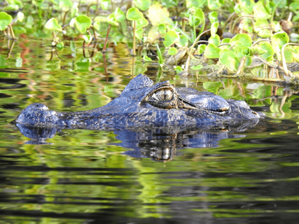 Gruppenreise Brasilien - Kaiman im Wasser
