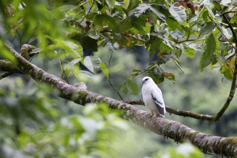 quetzal vogel - Vogel