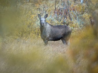 Elchkuh im Dovrefjell zwischen Bäume hindurch fotografiert