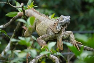 Ein junger Leguan sitzt in einem Ast