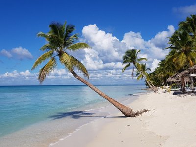 Palme an weißen Sandstrand - Dominikanische Republik Highlights