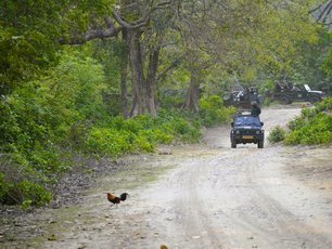 Bankivahuhn rennt über die Straße. Im Hintergrund Jeeps. 