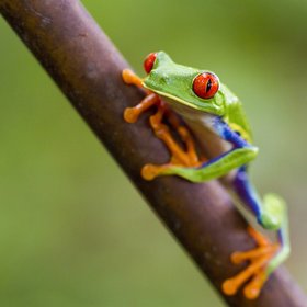 Grüner Frosch mit roten Augen auf einem Ast