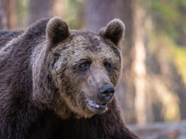 Nahaufnahme eines Braunbärs