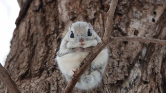 Europäisches Gleithörnchen auf einem Ast