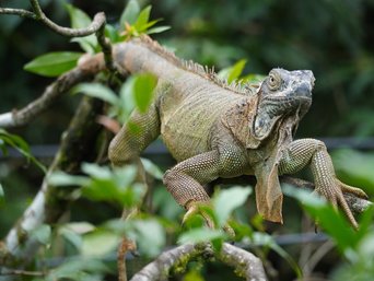 Ein junger Leguan sitzt in einem Ast