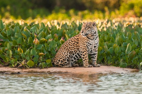 Assunto:  On?a-pintada - Panthera onca palustrisLocal: Pocon?, MTData: 07/2013Autor: Andr? Dib