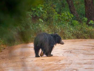 Tiere in Sri Lanka: Lippenbär läuft über den Weg