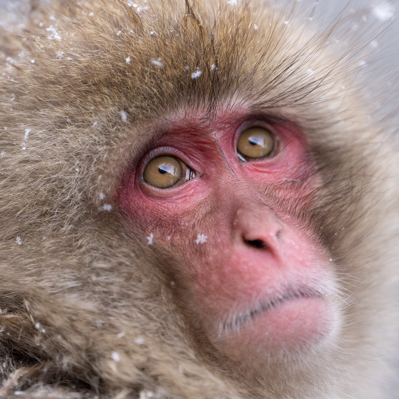 affe guckt im schnee in kamera - beste reisezeit japan