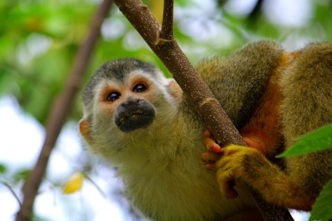 Costa Rica Rundreise 2 Wochen - Affe im Baum