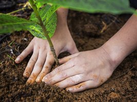 Nahaufnahme Hände die einen Baumsetzling pflanzen
