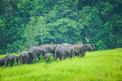 Happy Wild Elephant in nature, A herd of Wild Asian Elephant eating green grass and playing in the grassland in rainy. Lush evergreen forest backgrounds. Khao Yai National Park. World Heritage Site. UNESCO. Thailand.