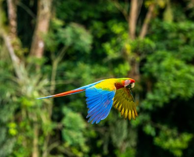 Costa Rica Rundreise 2 Wochen - Ara im Flug