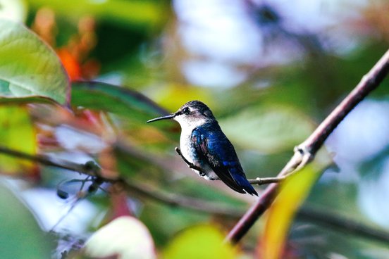 Bienenelfe, Kolibri auf einem Ast
