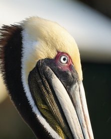 Belize inviduell bereisen-Vogel