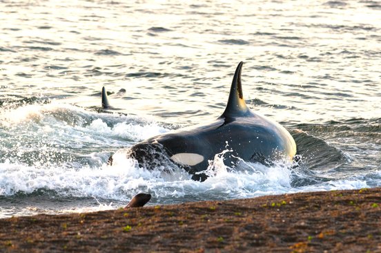 Orca am Strand jagt Seelöwen auf der Halbinsel Valdés