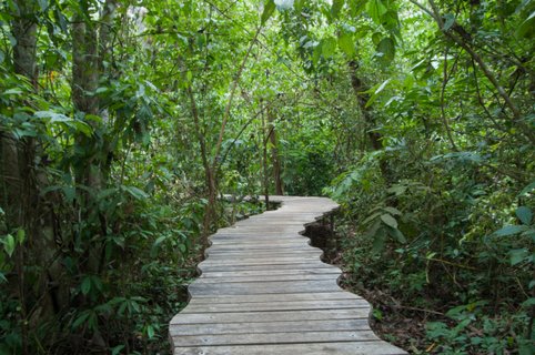 costa rica und panama rundreise - Weg durch Regenwald