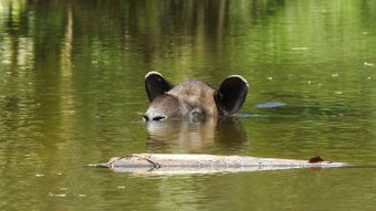 Schwimmender Tapir im Corocovado Nationalpark