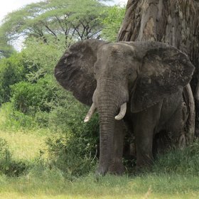 Elefant im Schatten eines Baobabbaumes