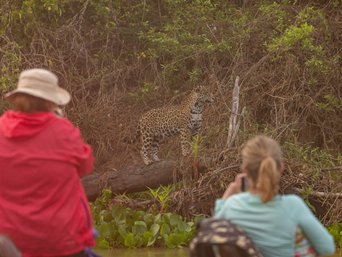 Zwei Personen beobachten einen Jaguar vom Boot aus