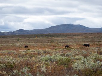 Moschusochsen in offener Landschaft